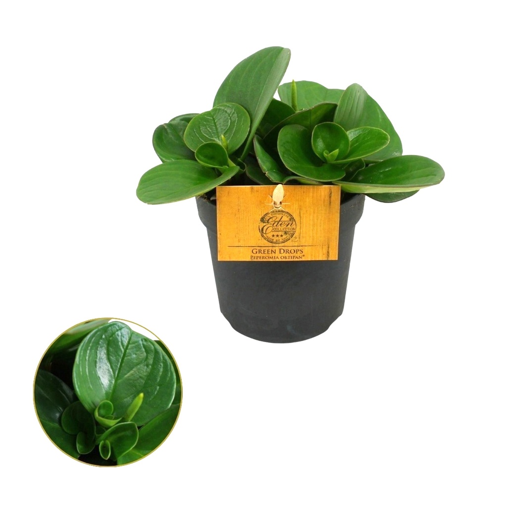 Peperomia Obstusifolia بيبيروميا أوبتوسيفوليا