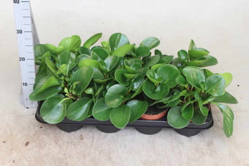 Peperomia Obstusifolia بيبيروميا أوبتوسيفوليا