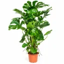 Monstera Deliciosa on a Mosstick - 19/90 مونستيرا ديليسيوسا على عمود طحلب - 19/90