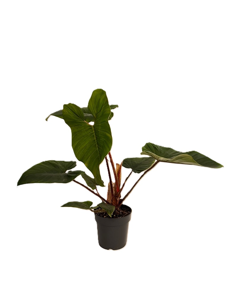 Philodendron Squamicaule Red - 14/40