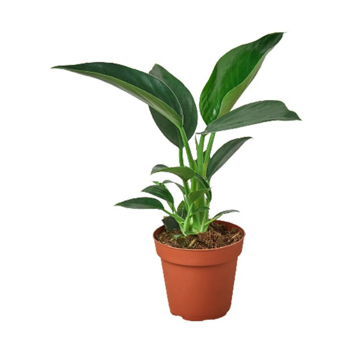 Strelitzia Plant نبتة ستريليتزيا