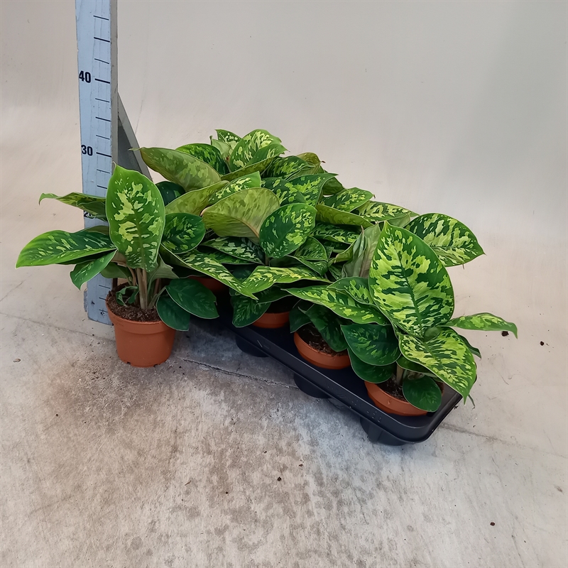 Homalomena Camouflage