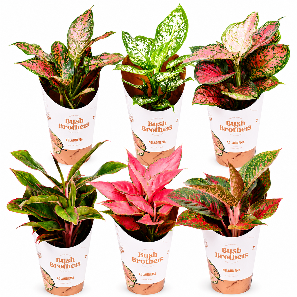 [2456] Aglaonema Mix Colors (Chinese Evergreen) أجلونيما بألوان متنوعة (دائمة الخضرة الصينية) 