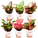 Aglaonema Mix Colors (Chinese Evergreen) أجلونيما بألوان متنوعة (دائمة الخضرة الصينية) 