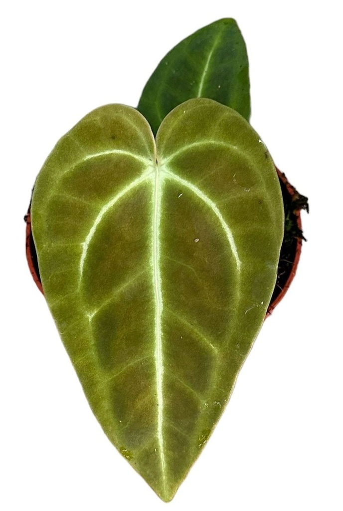 Anthurium Regale أنثوريوم ريغال / أنثوريوم ملكي