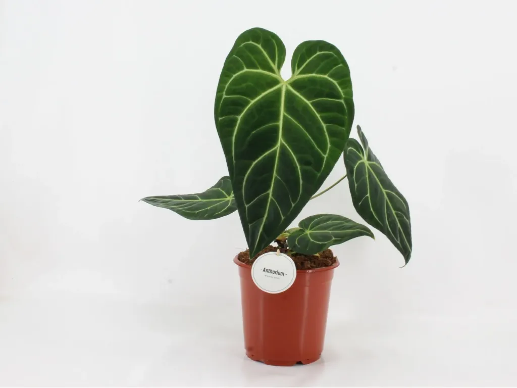 [4004] Anthurium Regale أنثوريوم ريغال / أنثوريوم ملكي