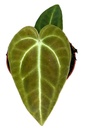 Anthurium Regale أنثوريوم ريغال / أنثوريوم ملكي
