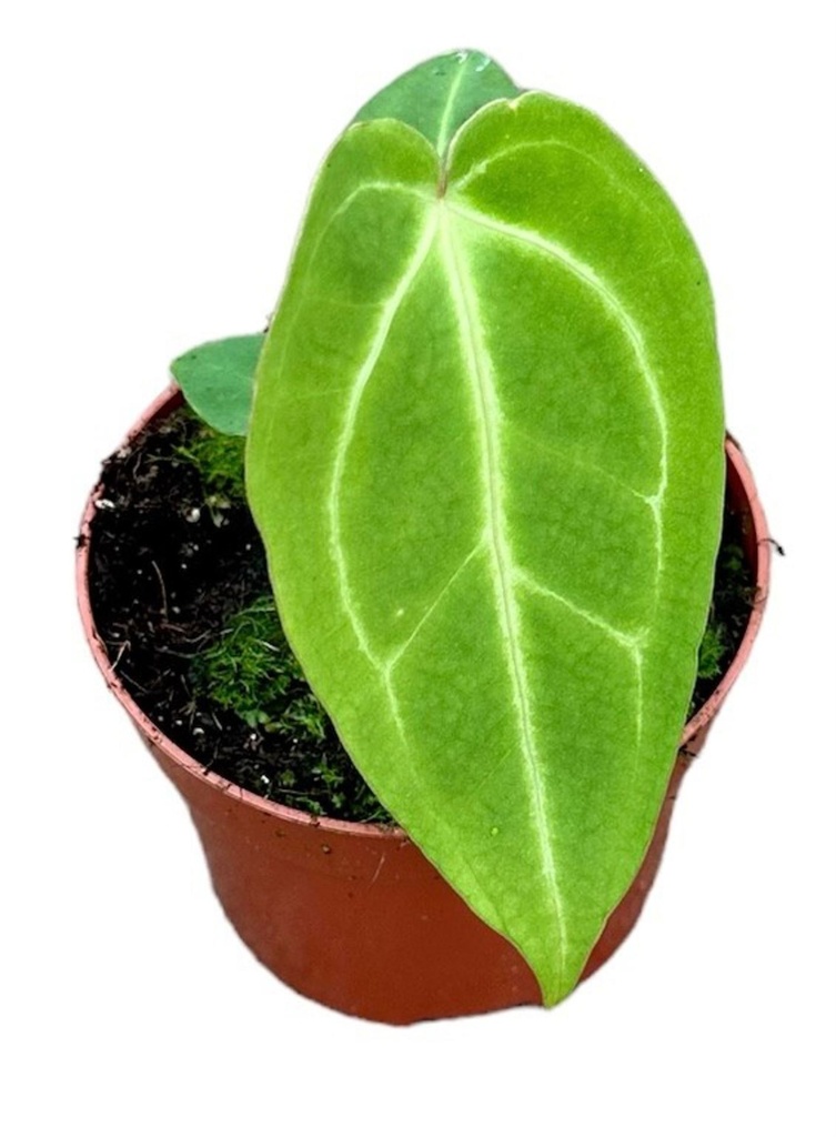 Anthurium Magnificum - 6/15