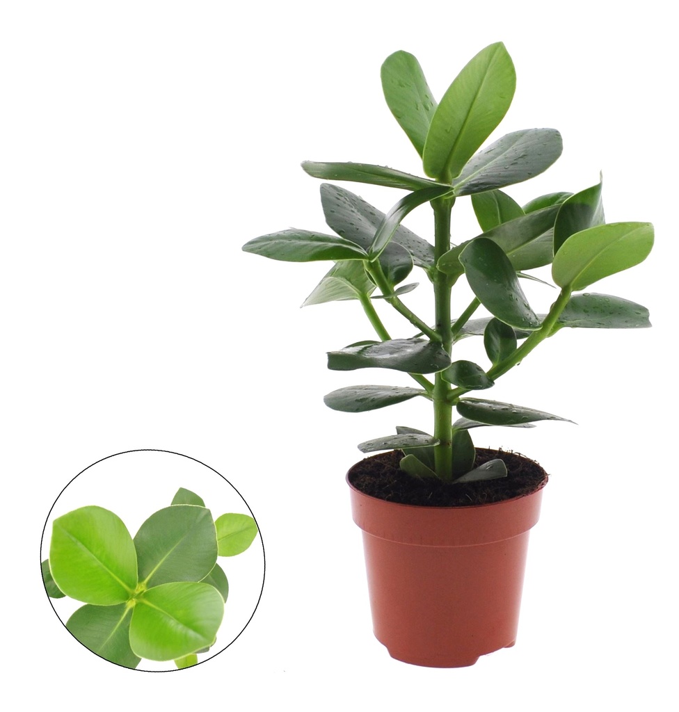 Clusia Rosea كلوسيا روزيا