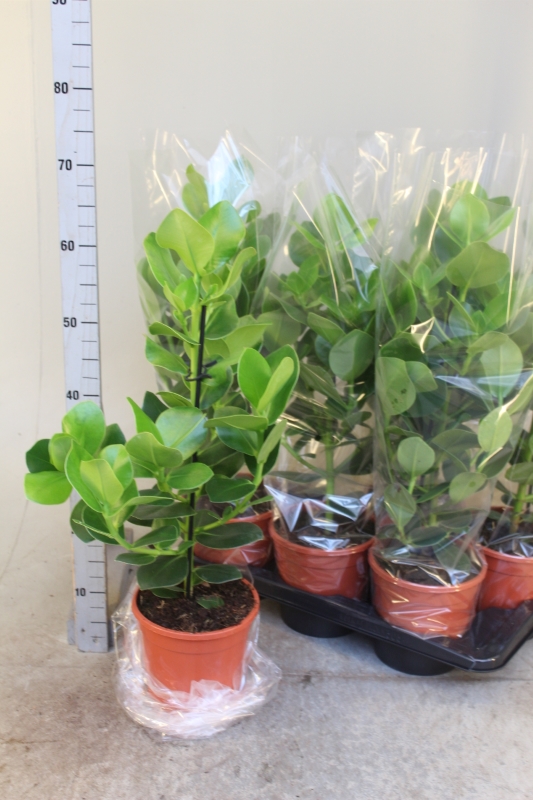 Clusia Rosea Princess - 12/50 كلوسيا روزيا الأميرة - 12/50