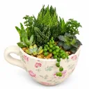 Vintage Teacup Succulent Arrangement تنسيق عصاريات بكوب مزخرف