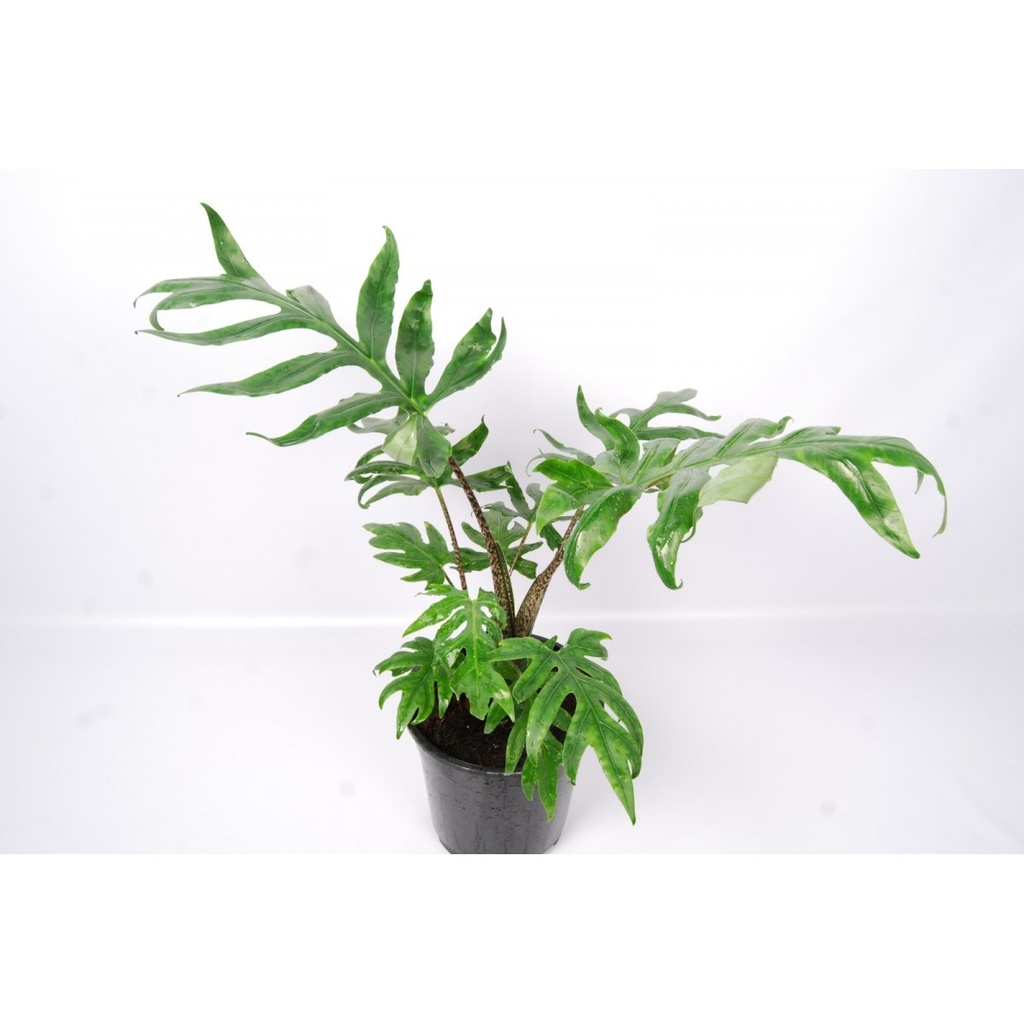 Alocasia Pink Passion - 14/45