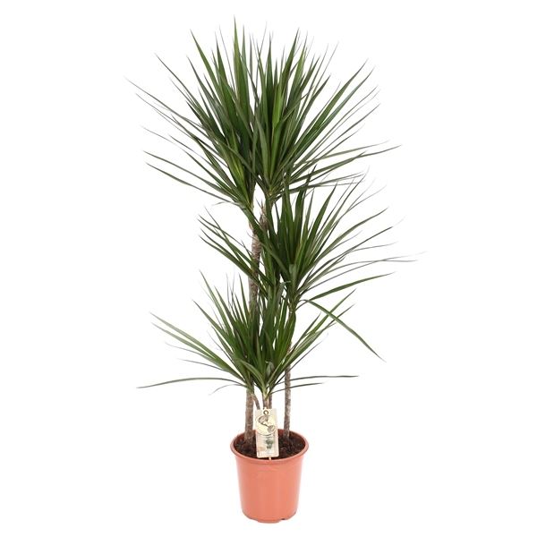 Dracaena Marginata دراسينا ماجنتا