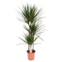 Dracaena Marginata دراسينا ماجنتا