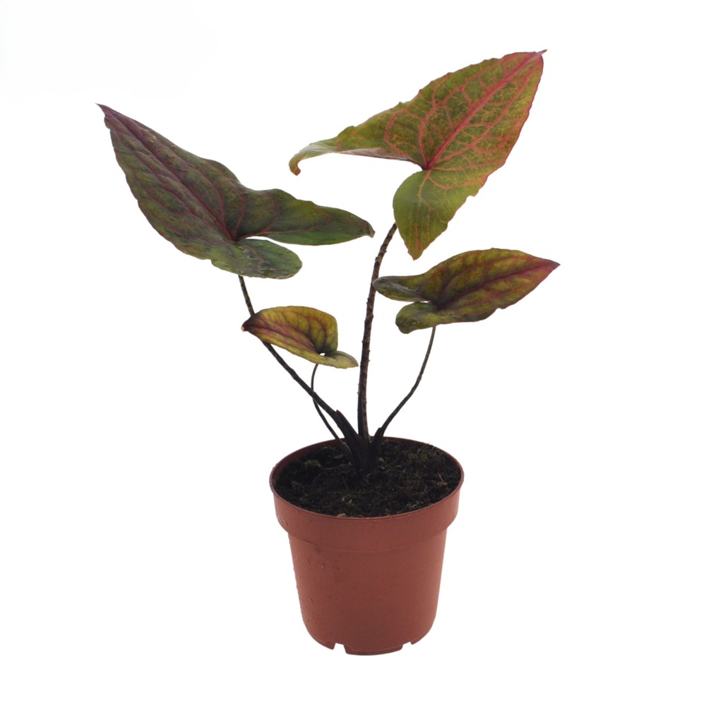 Cyrtosperma Johnstonii سيرتوسبيرما جونستوني