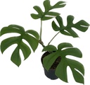 Monstera Minima