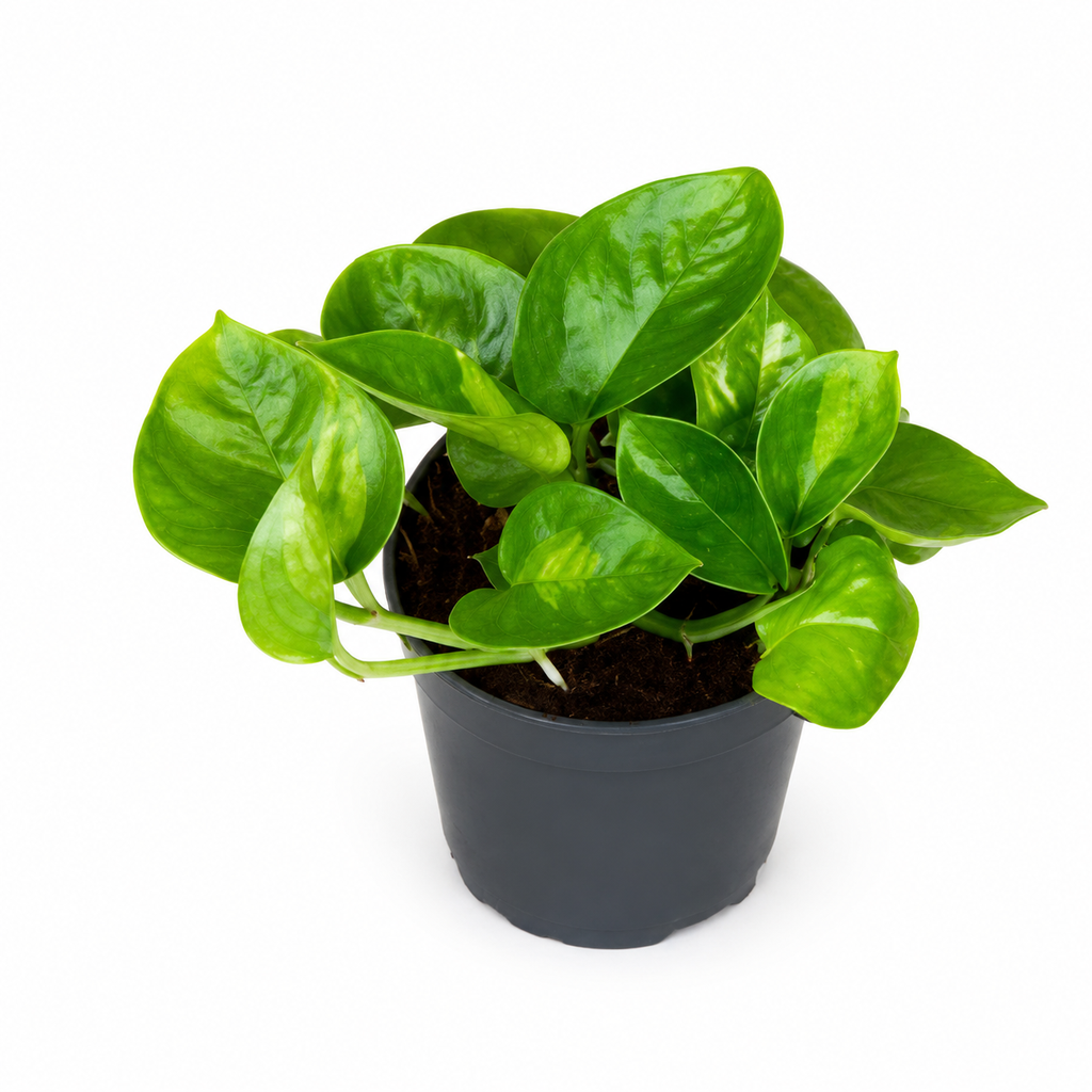 [22-1031] Epipremnum Global Green إيبيبريمنوم غلوبال غرين