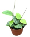 Hoya Parasitica Splash - 6/5