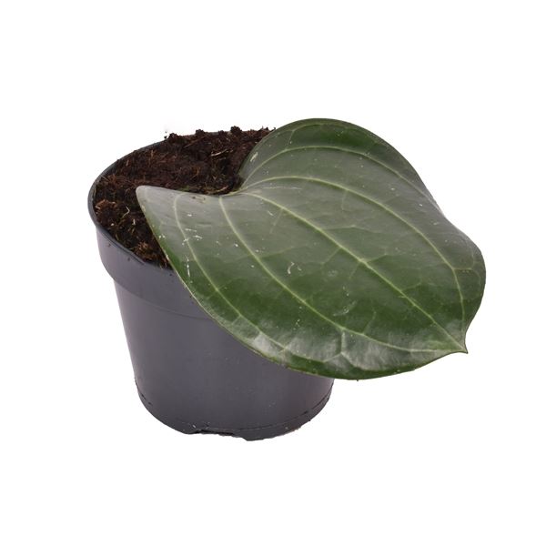 Hoya Latifolia هويا لاتيفوليا