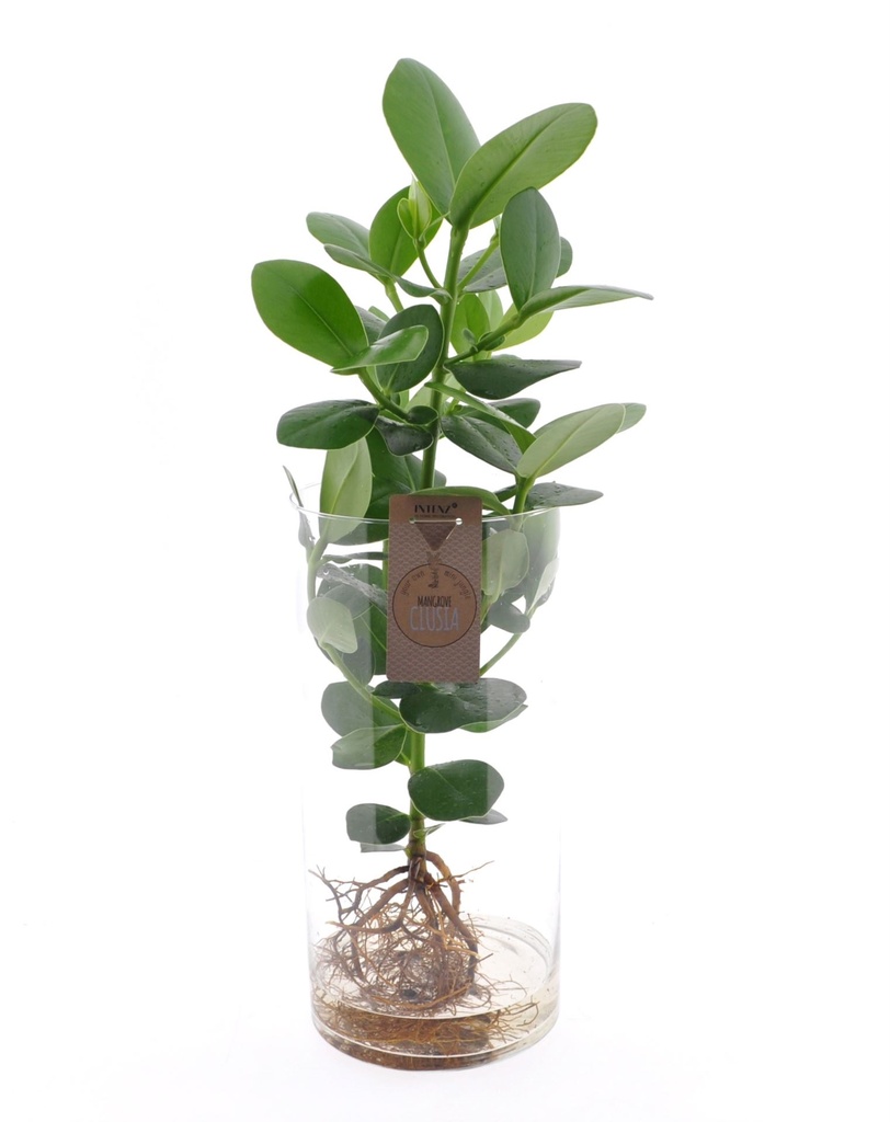 Clusia Plant in Water - 17/55 نبتة كلوسيا في الماء - 17/55