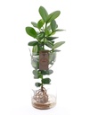 Clusia Plant in Water - 17/55 نبتة كلوسيا في الماء - 17/55