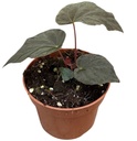 Begonia Pavonina بيغونيا بافونينا