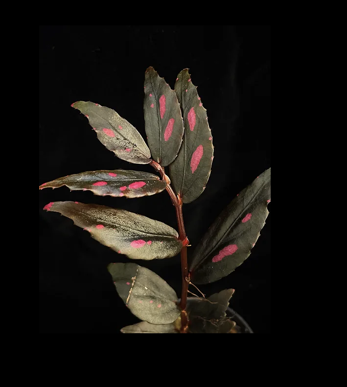 Begonia Julau Type 2 بيغونيا جولاو النوع 2