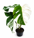 Monstera Deliciosa Variegata Half Moon مونستيرا فاريغاتا هاف مون – نبات داخلي نادر