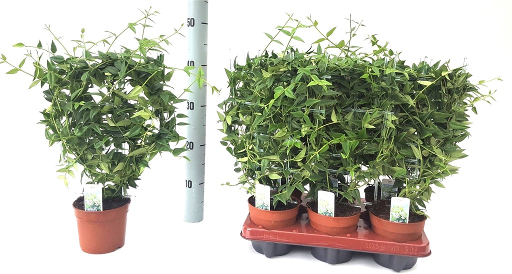 Hoya Bella - 12/40 هويا بيلا - 12/40