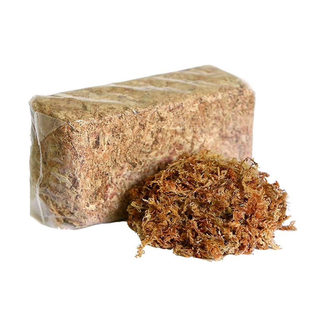 Dried Sphagnum طحلب سفاغنوم مجفف
