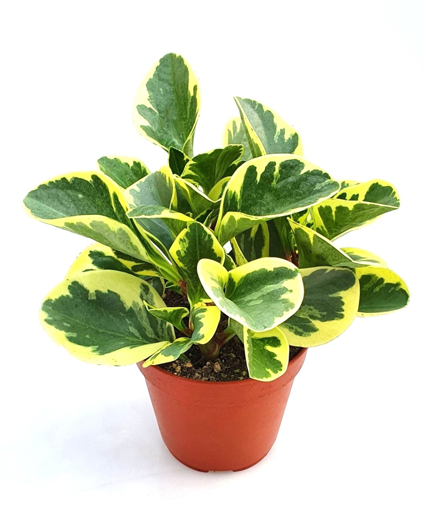 Peperomia Obtusifolia Variegata بيبيروميا أوبتوسيفوليا فاريغاتا