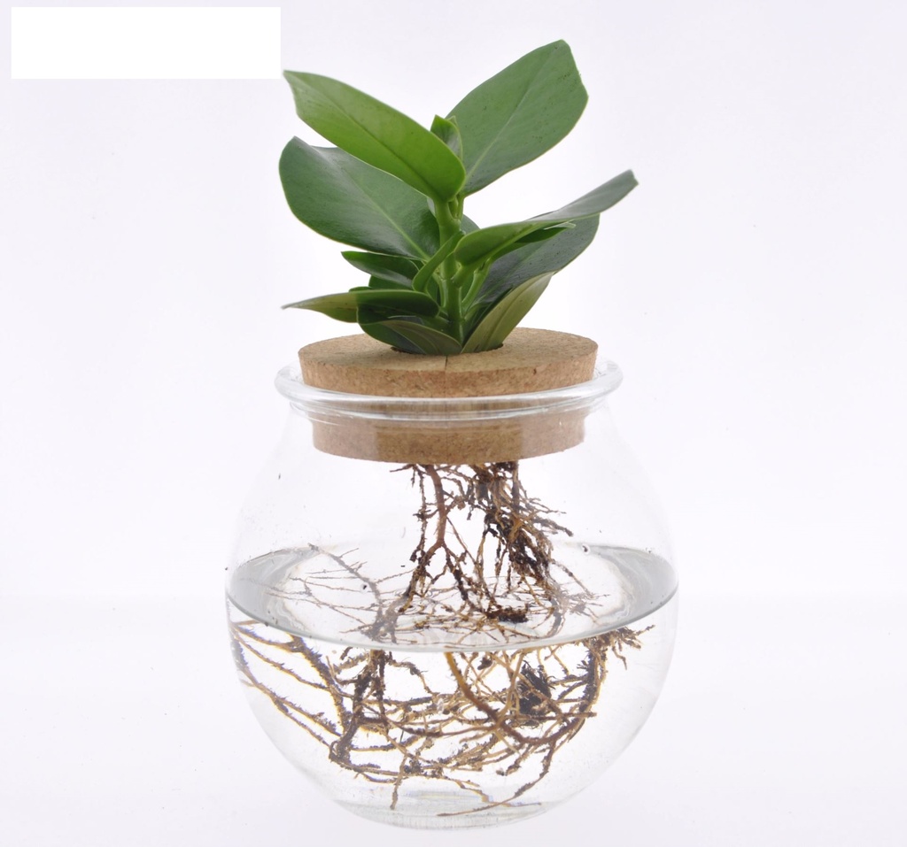 Clusia Plant in Water - 12/30 تيراريوم مكعب مغلق