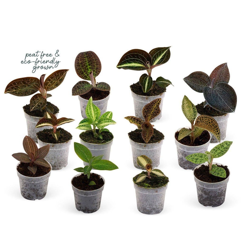 Macodes Petola Mix (Jewel Orchids)