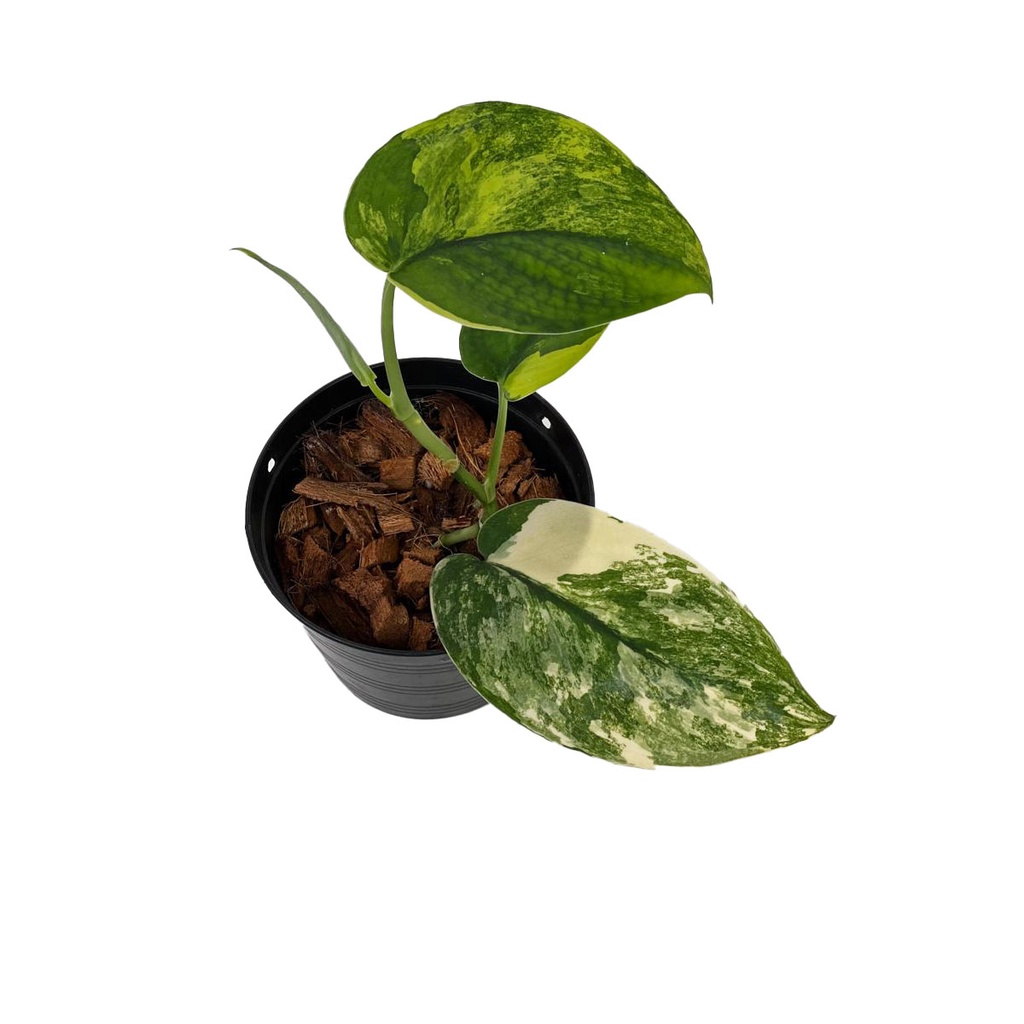 Scindapsus Jade Satin Variegata