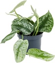 Scindapsus Pictus Trebie سكيندابسوس بيكتوس تريبي
