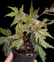 Begonia Polilloensis x Rajah بيغونيا بوليلوينسيس × راجا