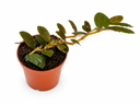Pellionia Repens - بيلونيا ريبنس