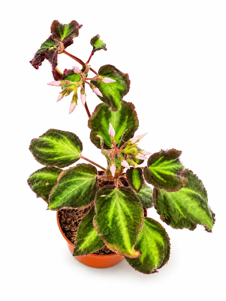 Sonerila sp. ‘Fluorescent Green Veins’ سونيريلا فلوريسنت ذات العروق الخضراء