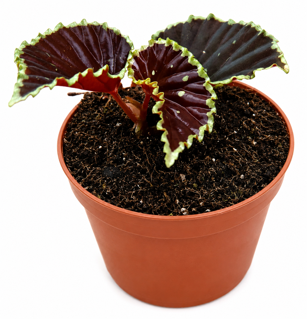Begonia Darth Vader بيغونيا دارث فيدر