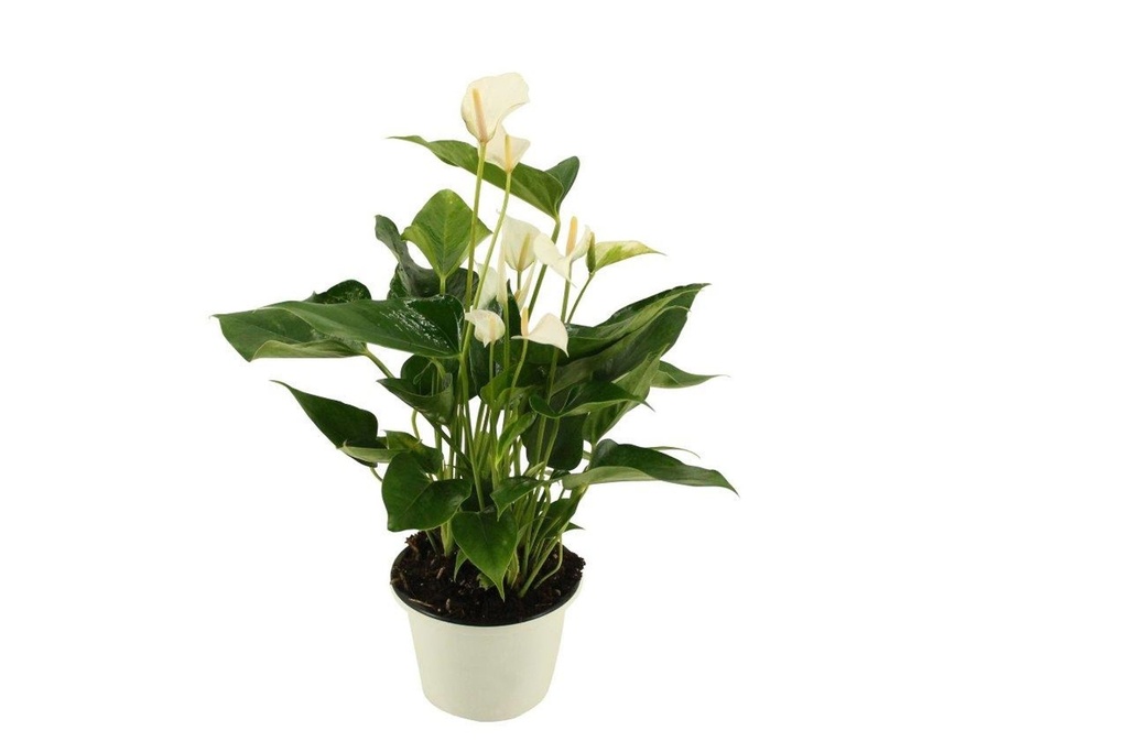 Anthurium White أنثوريوم أبيض