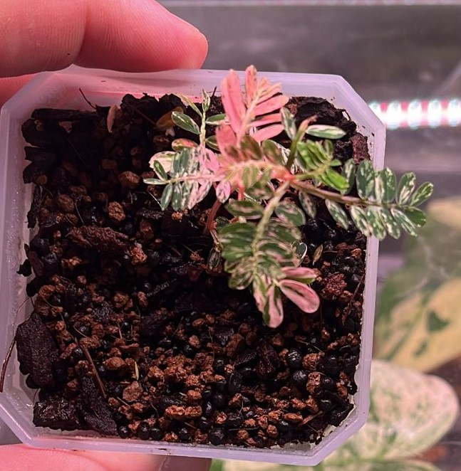 Phyllanthus Fluitans Variegated