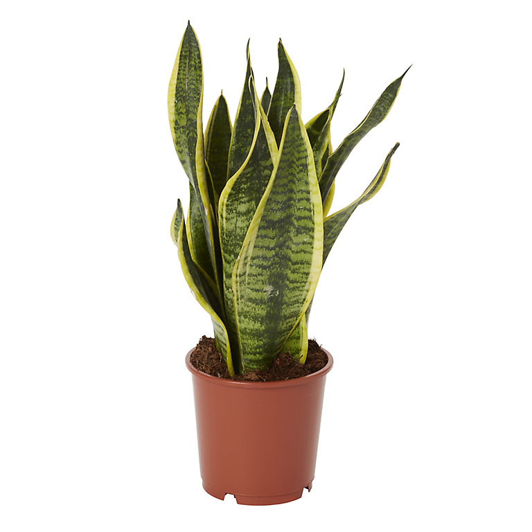 Sansevieria-Snake Plant سانسيفيريا - نبتة الأفعى