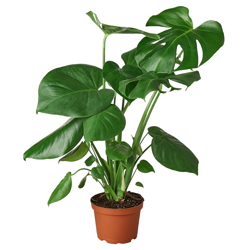 Monstera Deliciosa Plant