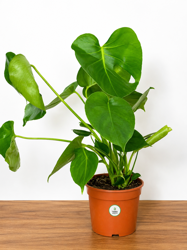 Monstera Deliciosa Plant نبتة مونستيرا ديليسيوسا