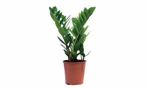 Zamioculcas Zamiifolia