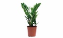 Zamioculcas Zamiifolia
