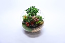 Bonsai Garden - Royal تنسيق بونساي 