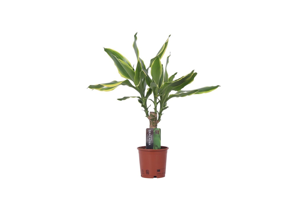 Dracaena Fr. Golden Coast