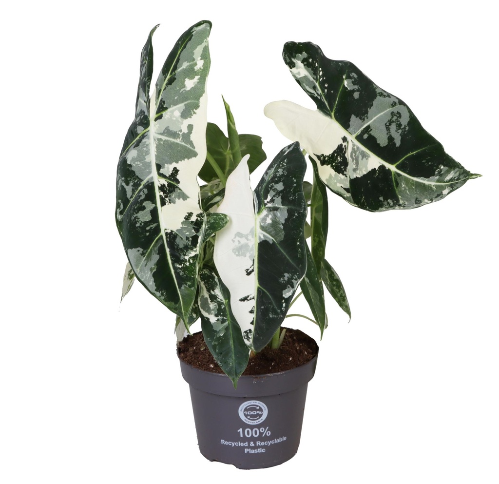 Alocasia Frydek Variegata 