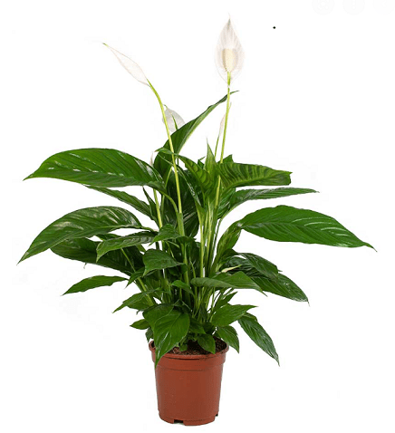 Spathiphyllum - Peace Lilly سباتيفيلوم - زنبق السلام